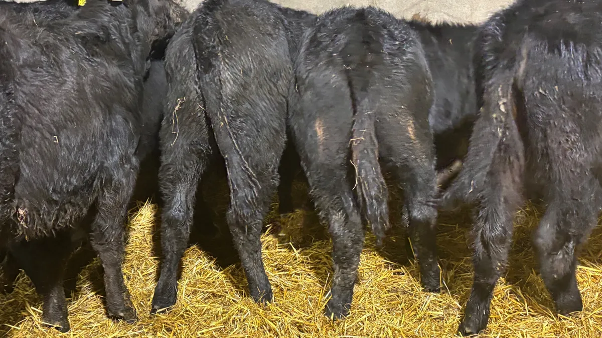 5 Quality Heifer Wealings - Image 4