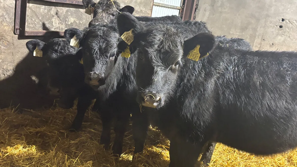 5 Quality Heifer Wealings - Image 1