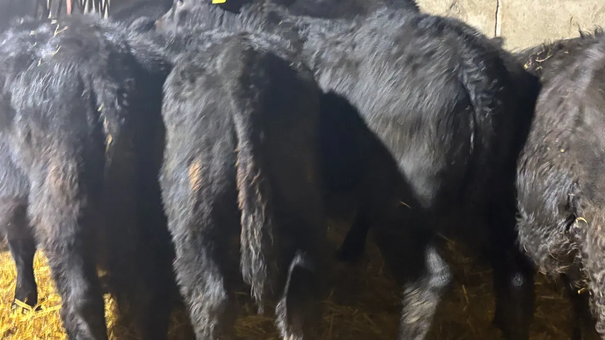 5 Quality Heifer Wealings - Image 2