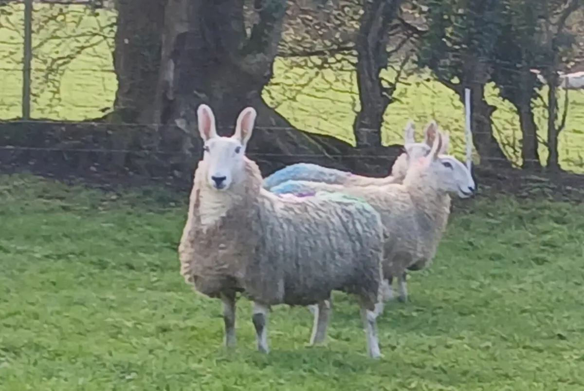 Border Leicester hogget ewes - Image 1