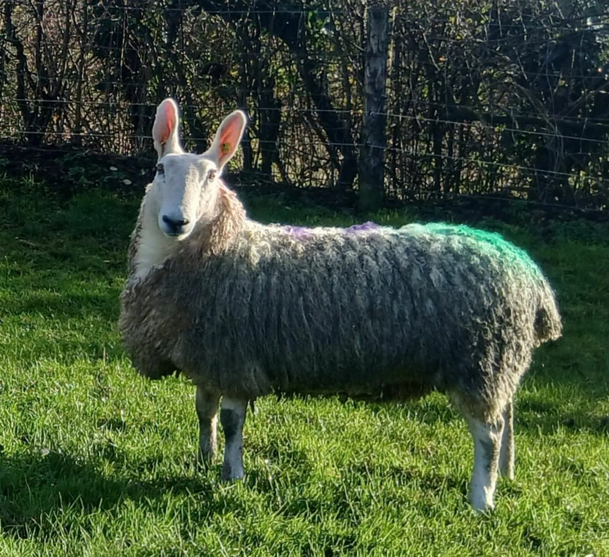 Border Leicester hogget ewes - Image 2