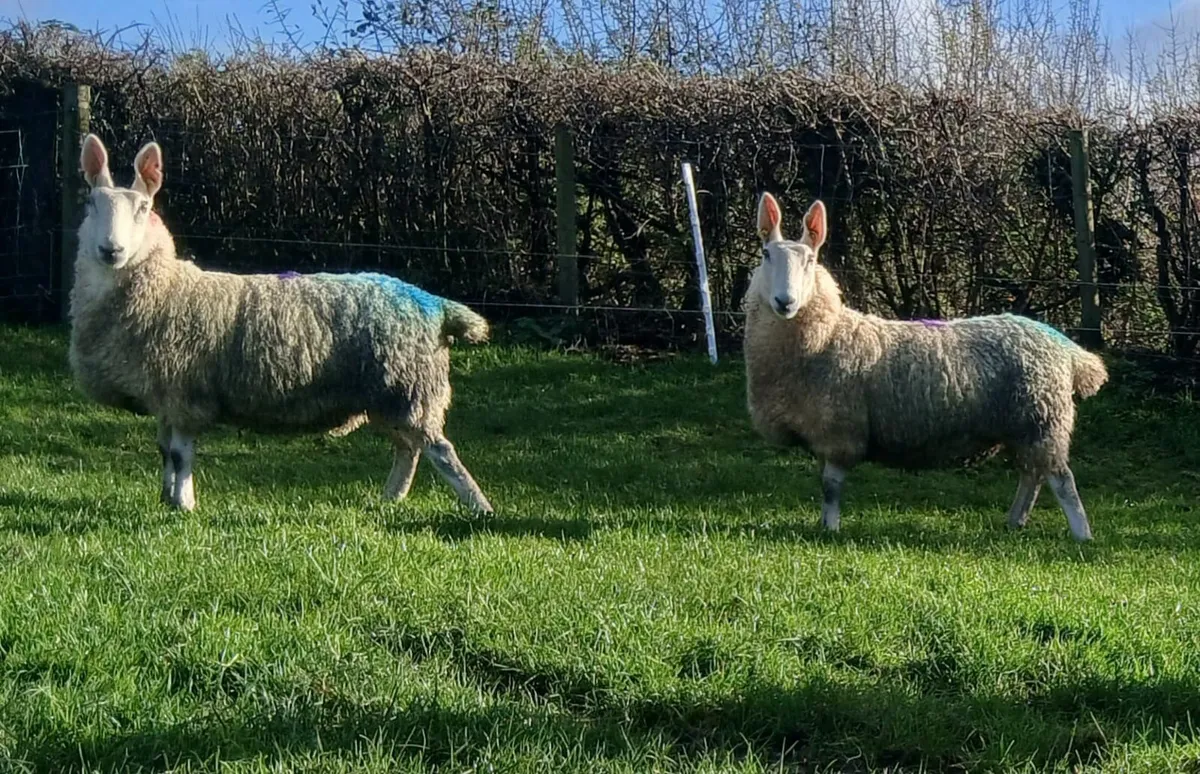 Border Leicester hogget ewes - Image 3