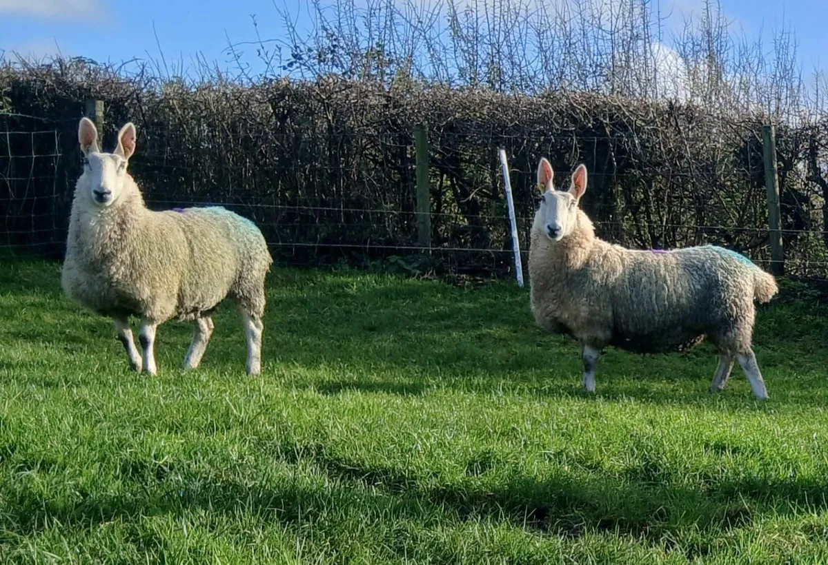 Border Leicester hogget ewes - Image 4