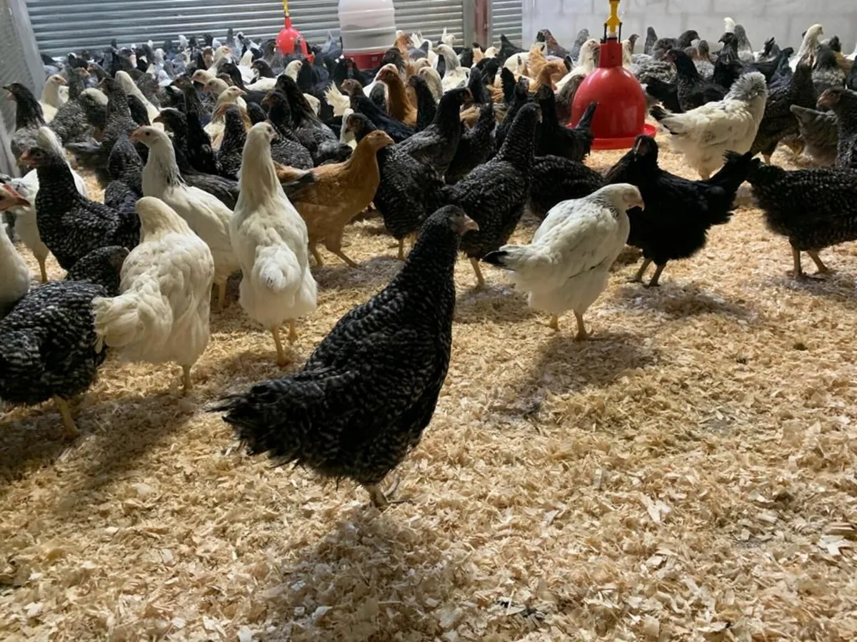 Point Of Lay Pullets Sale Nationwide - Image 3