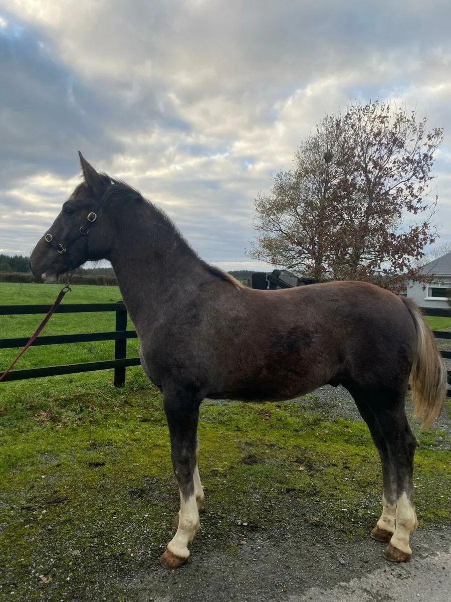 Stunning Colt Foal - Image 1