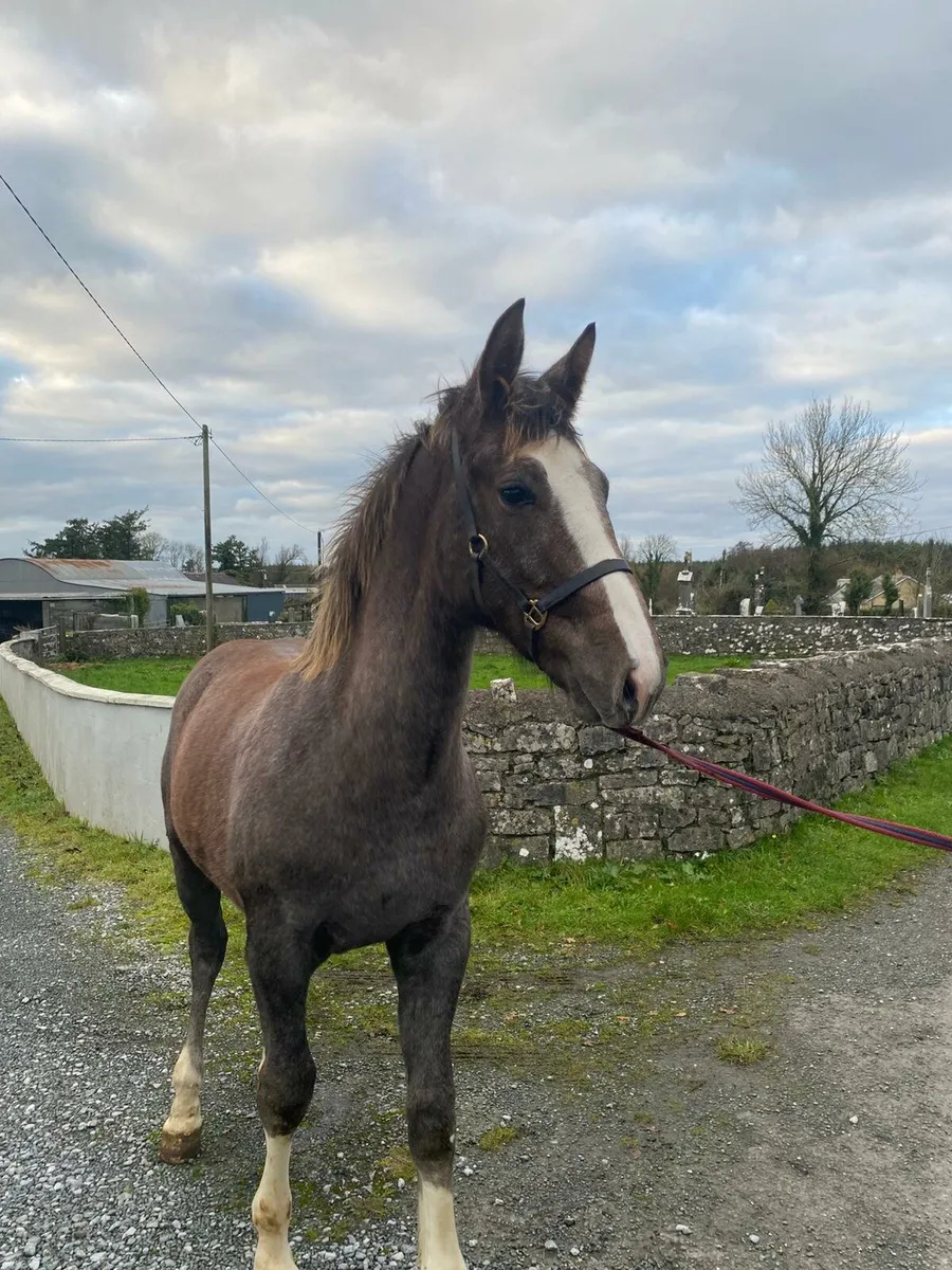 Stunning Colt Foal - Image 2