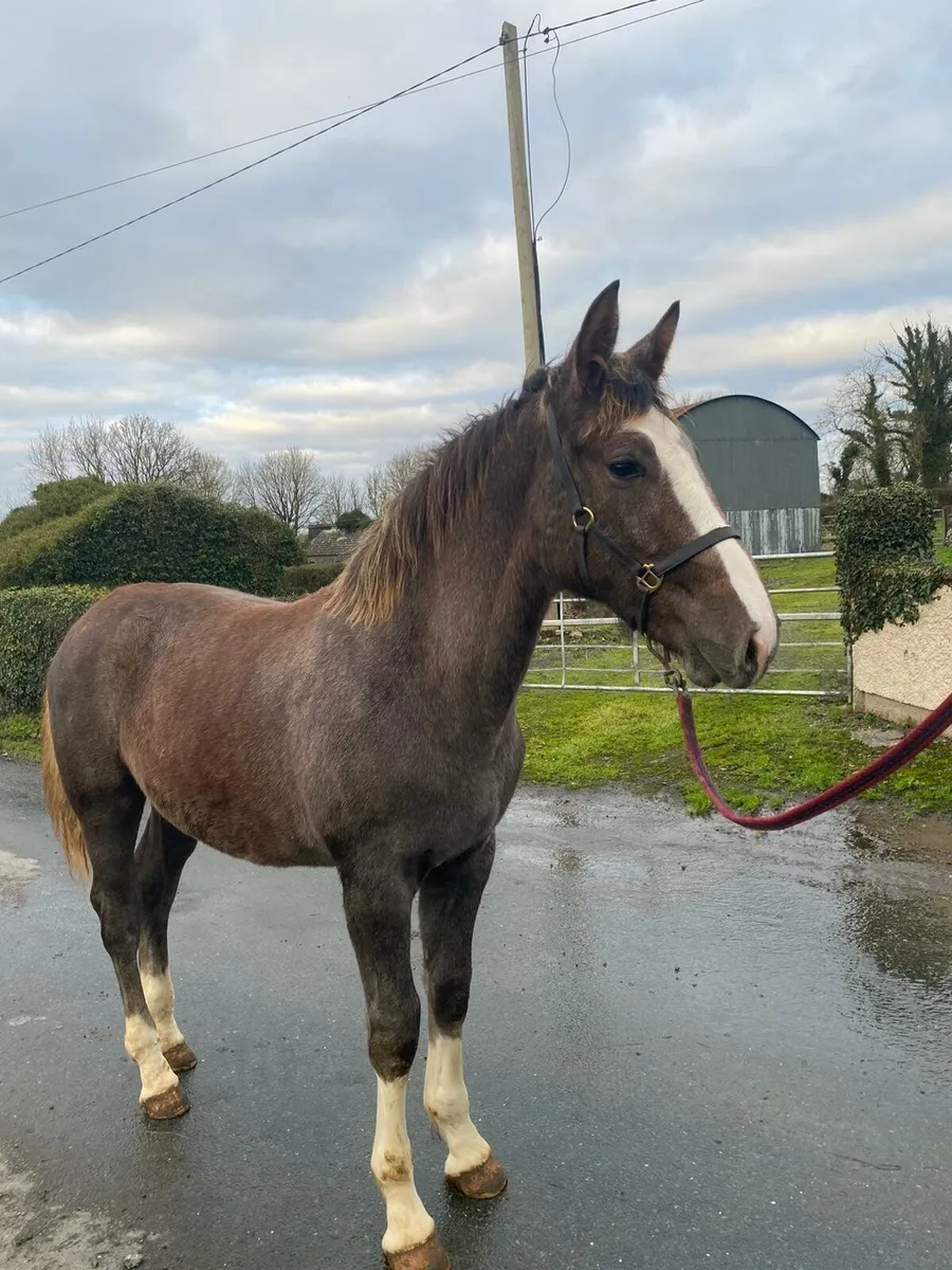 Stunning Colt Foal - Image 3