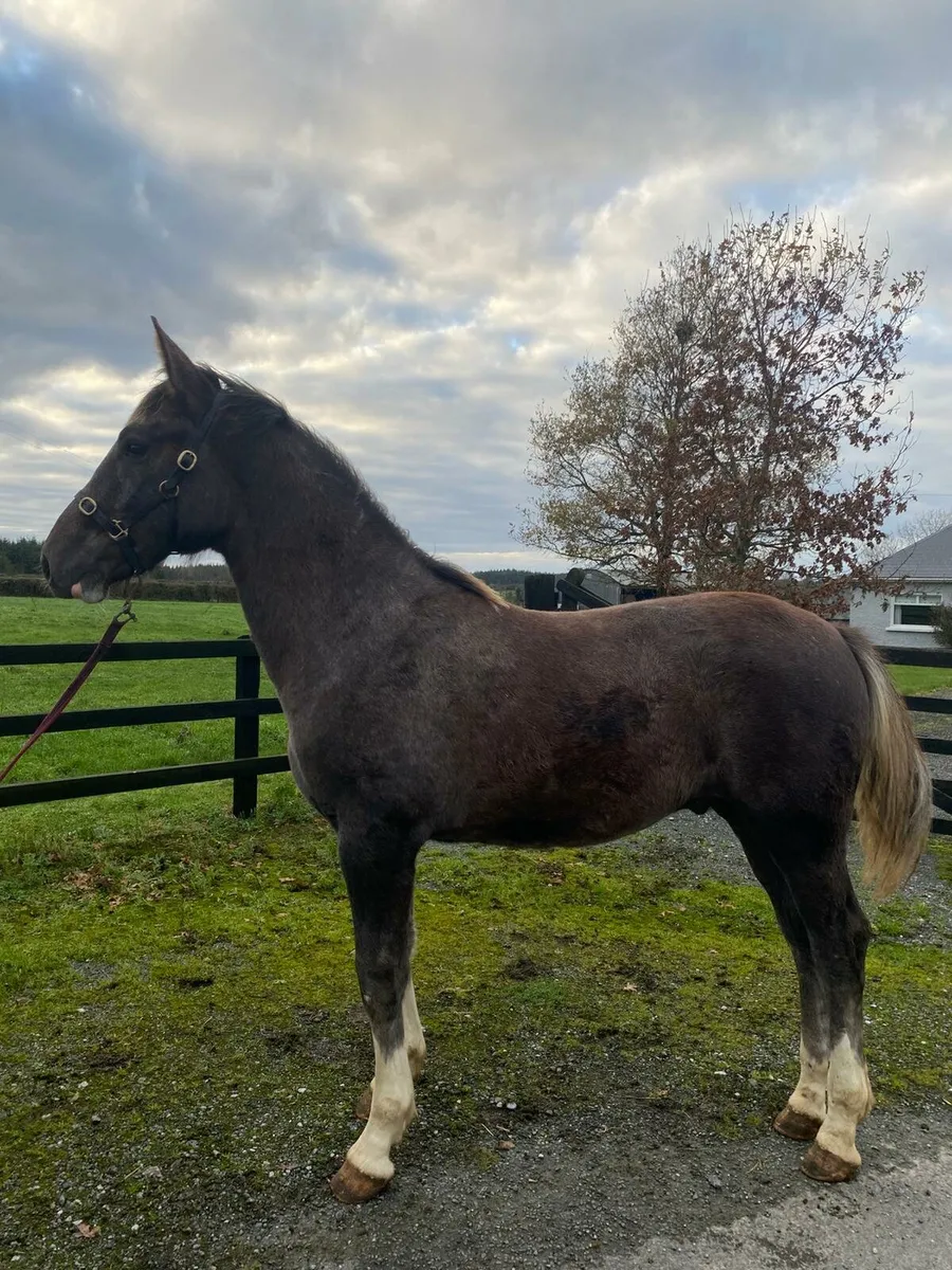 Stunning Colt Foal - Image 4