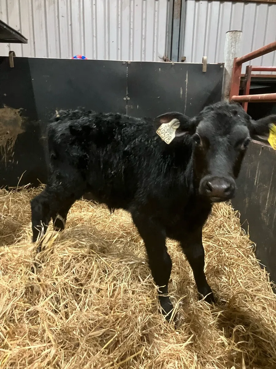 Top Quality Angus and Continental calves - Image 1