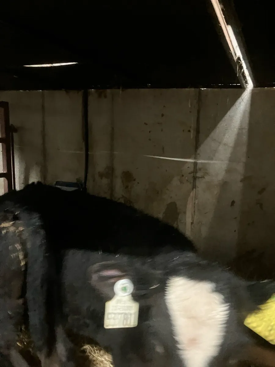 Top Quality Angus and Continental calves - Image 2