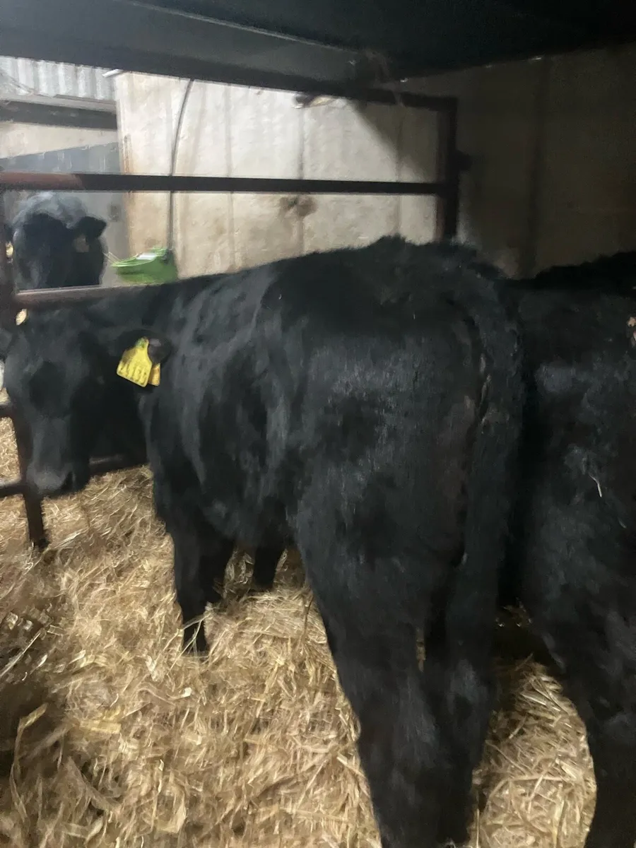 Top Quality Angus and Continental calves - Image 3