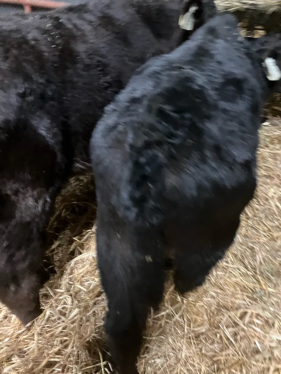 Top Quality Angus and Continental calves - Image 4