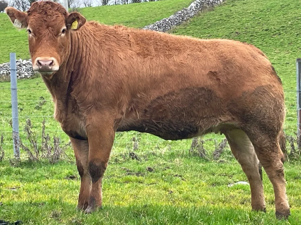6 Springer Heifers Balla Mart 29th Saturday - Image 2