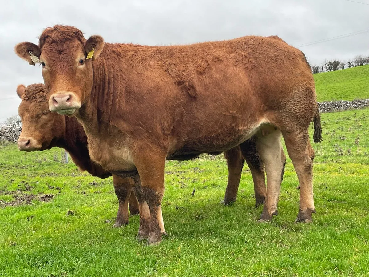 6 Springer Heifers Balla Mart 29th Saturday - Image 3