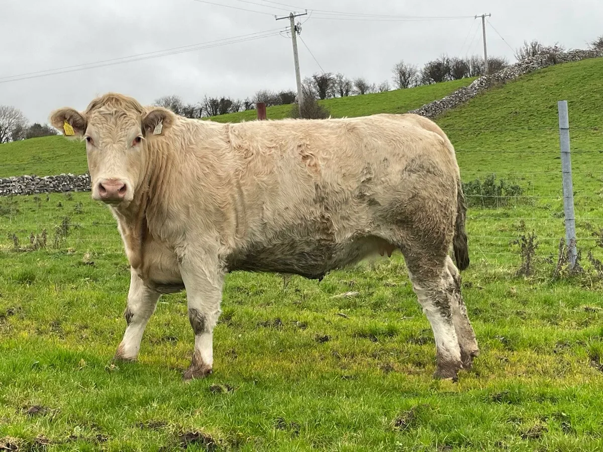 6 Springer Heifers Balla Mart 29th Saturday - Image 4