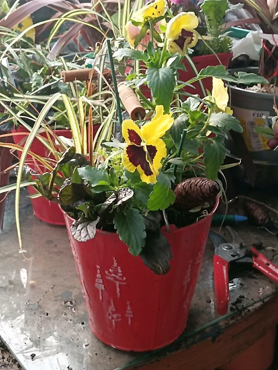 Beautiful pots for Christmas 2 for 15 - Image 1