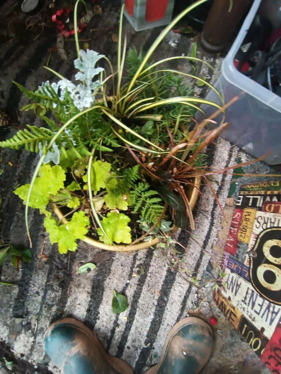 Beautiful pots for Christmas 2 for 15 - Image 3