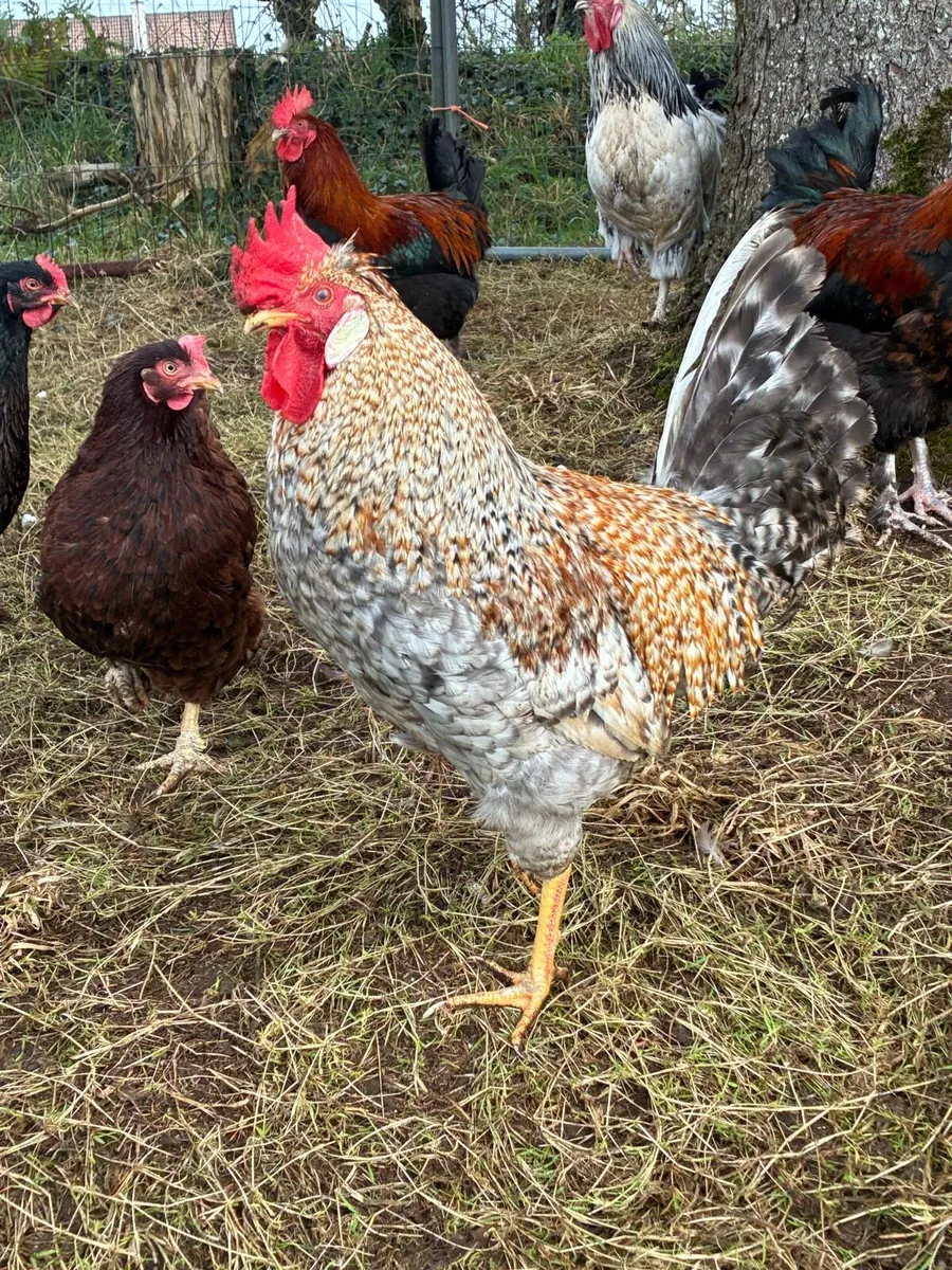 Cream crested leg bars - Image 1