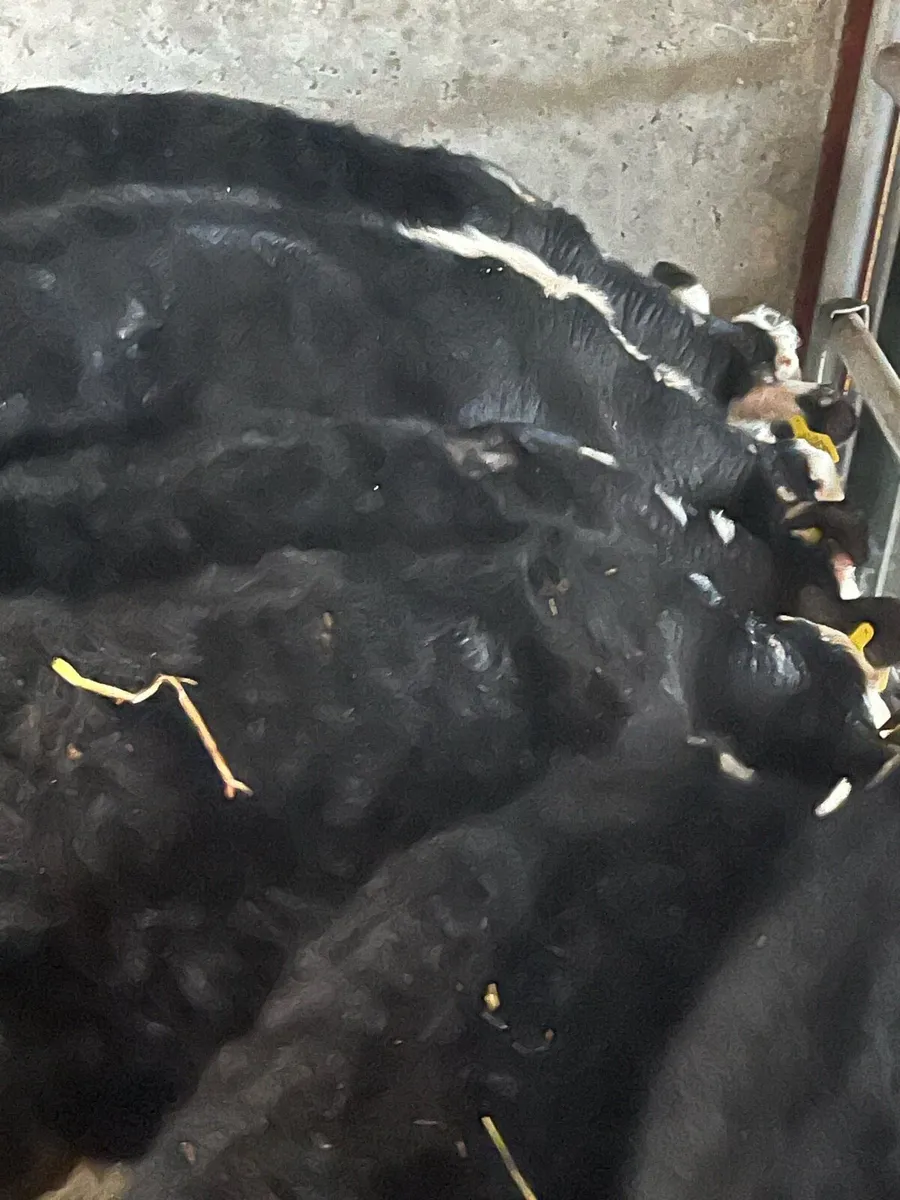 10 REARED HEREFORDS (NO MOVES) - Image 1