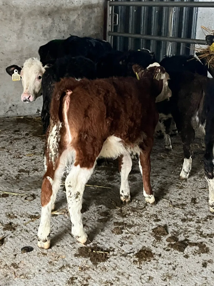 10 REARED HEREFORDS (NO MOVES) - Image 2