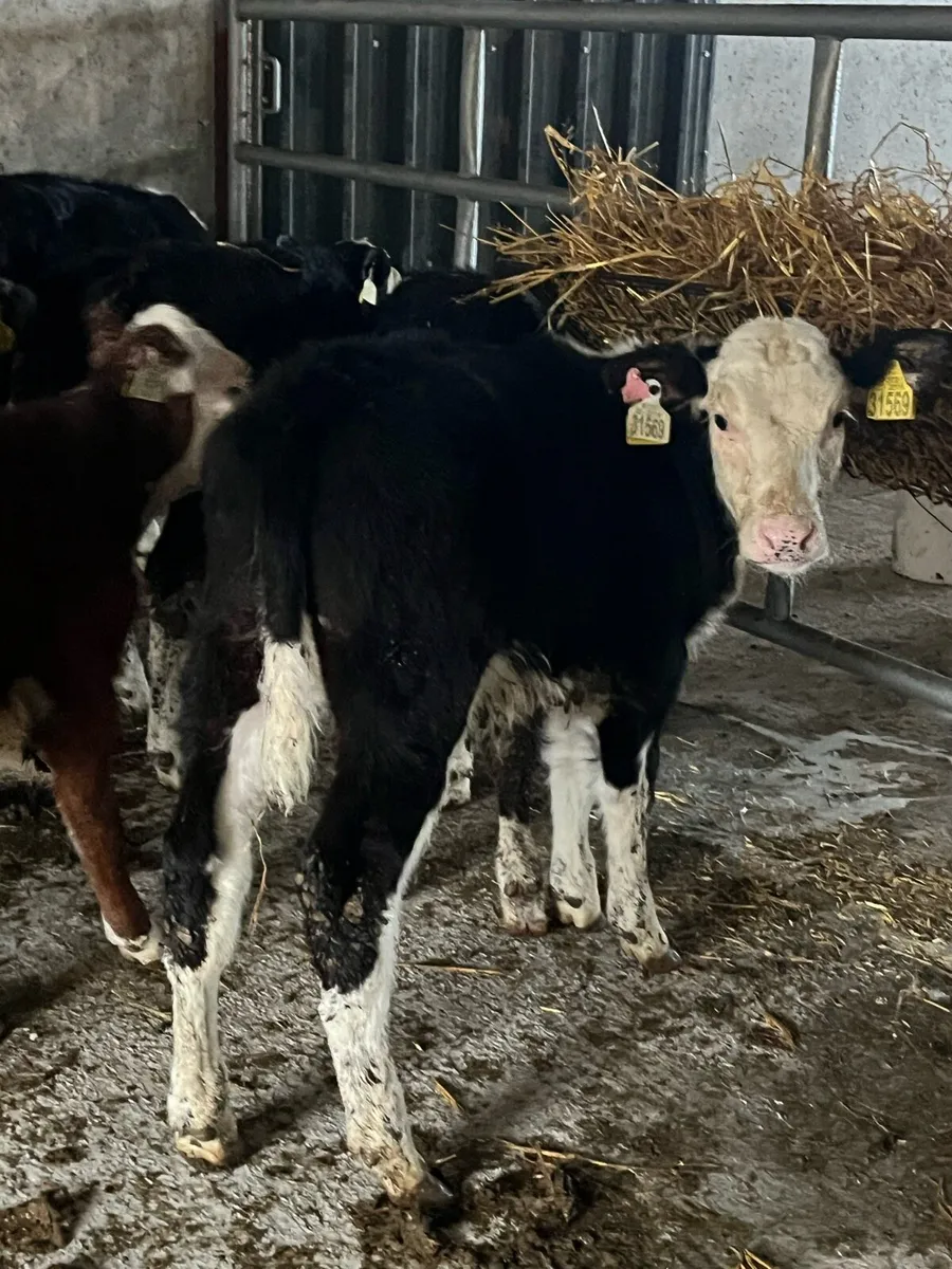 10 REARED HEREFORDS (NO MOVES) - Image 3