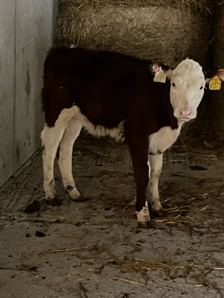 10 REARED HEREFORDS (NO MOVES) - Image 4