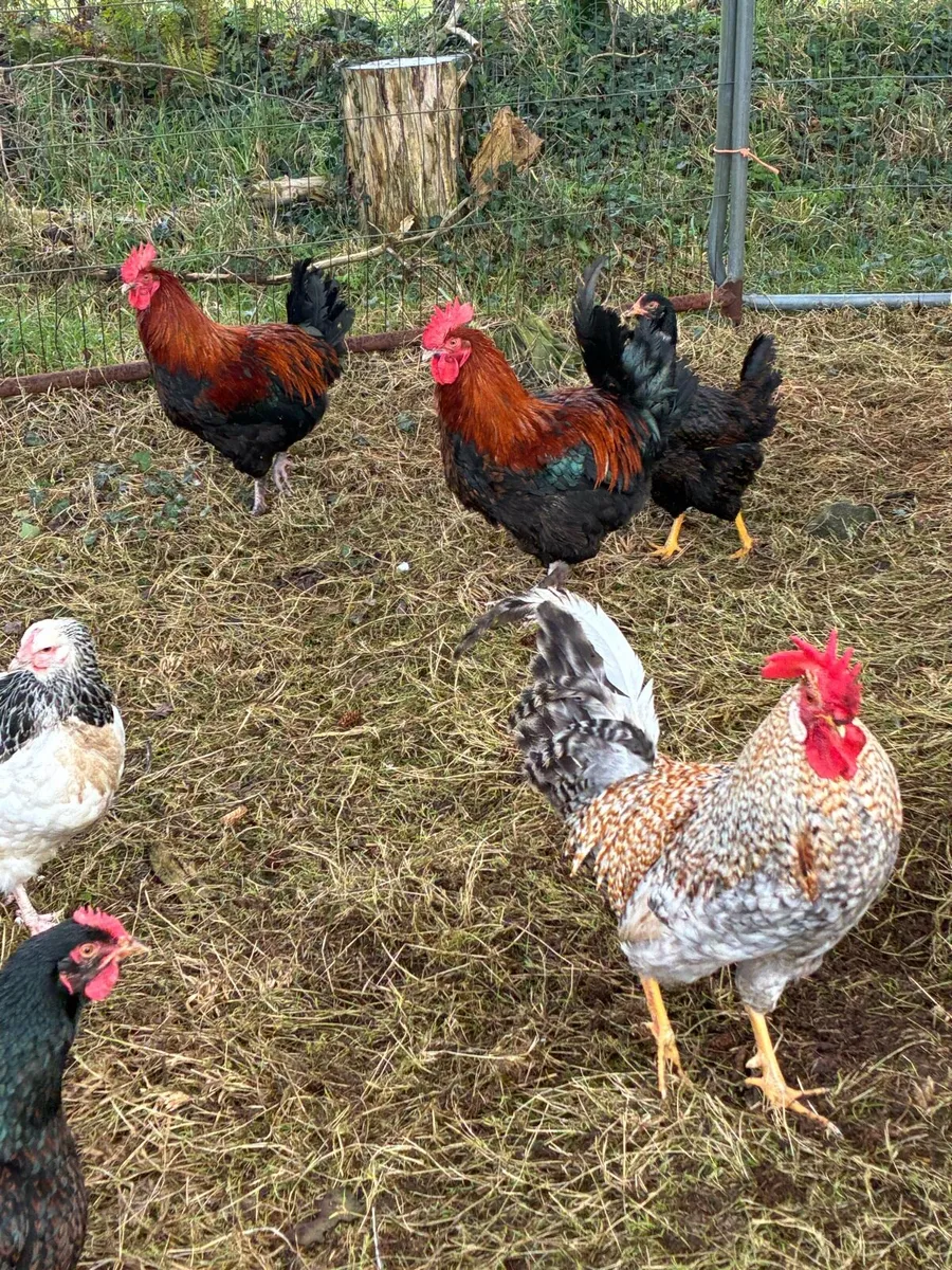 Cream crested leg bars - Image 2