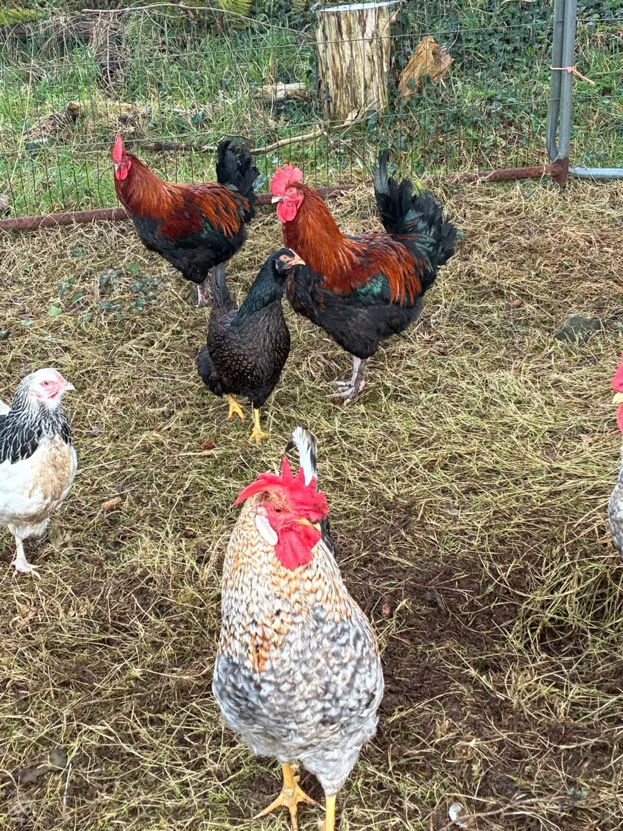 Cream crested leg bars - Image 3