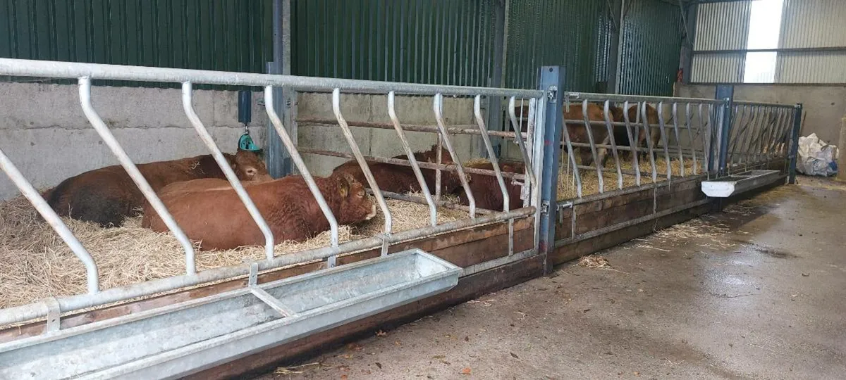 5 ☆ Pedigree Limousin Bulls for Sale - Image 1