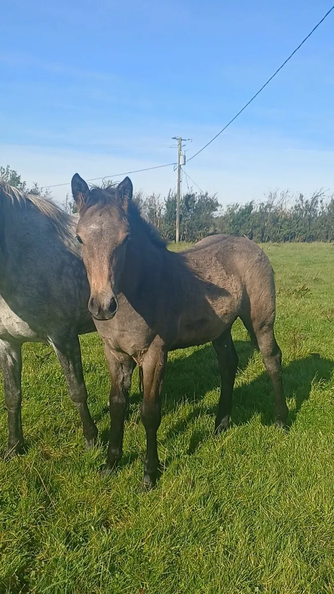 Connemara colt foal - Image 1