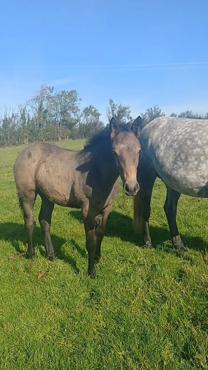 Connemara colt foal - Image 2