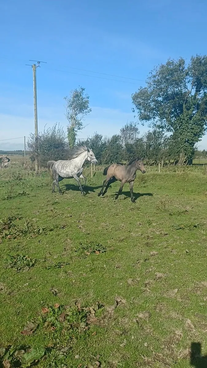 Connemara colt foal - Image 3