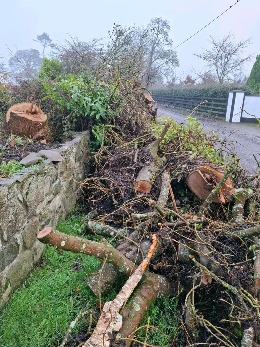 Firewood logs - Image 1