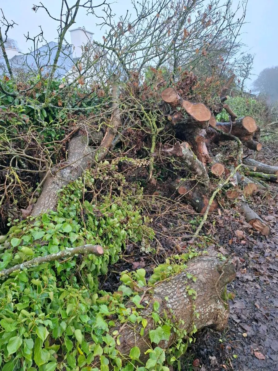 Firewood logs - Image 2