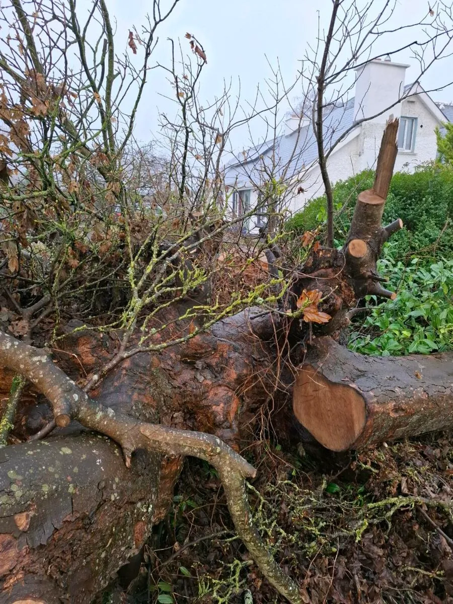 Firewood logs - Image 3