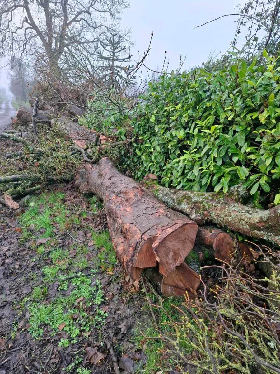 Firewood logs - Image 4