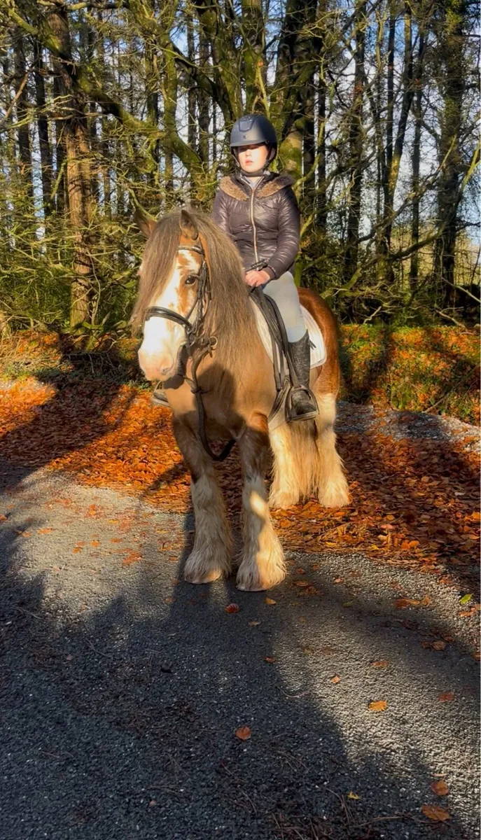 💫Bella 10yr old traditional Irish cob💫 - Image 1