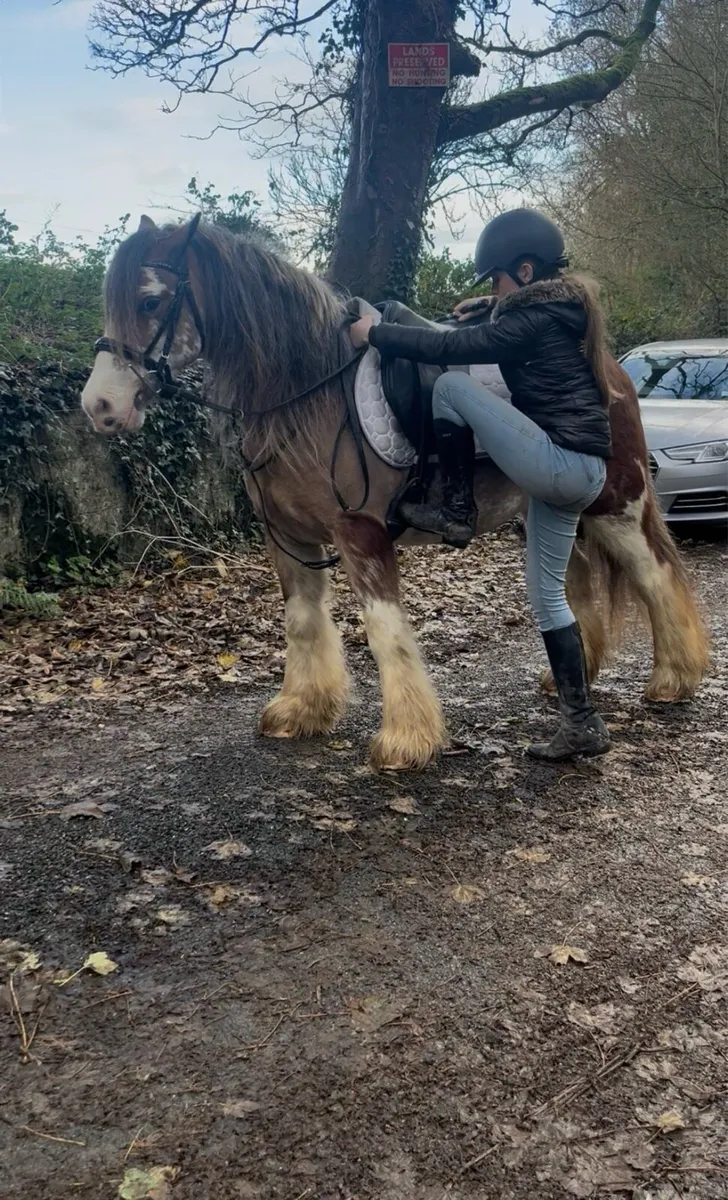 💫Bella 10yr old traditional Irish cob💫 - Image 2