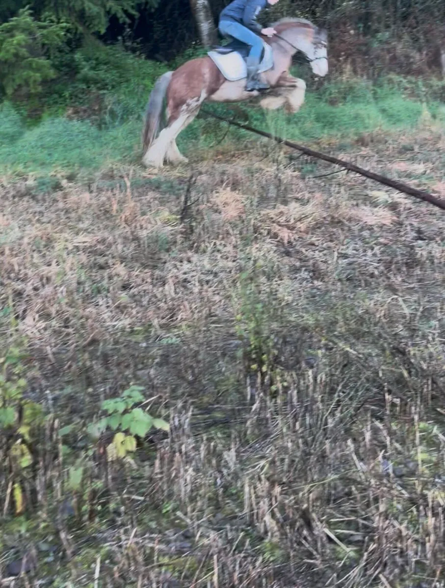 💫Bella 10yr old traditional Irish cob💫 - Image 3