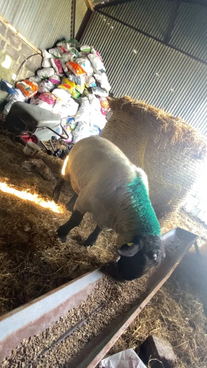 Suffolk hogget ram - Image 1
