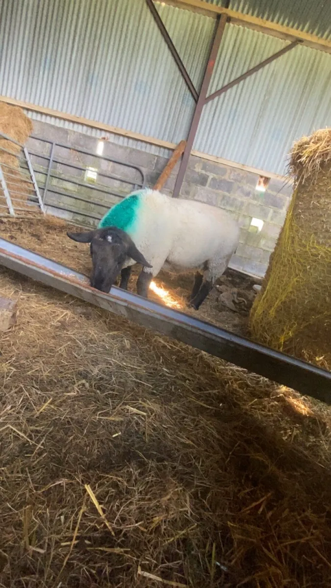 Suffolk hogget ram - Image 2