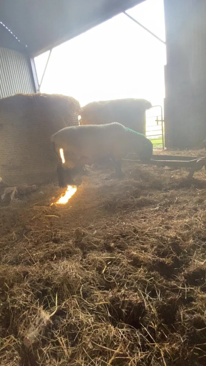 Suffolk hogget ram - Image 3