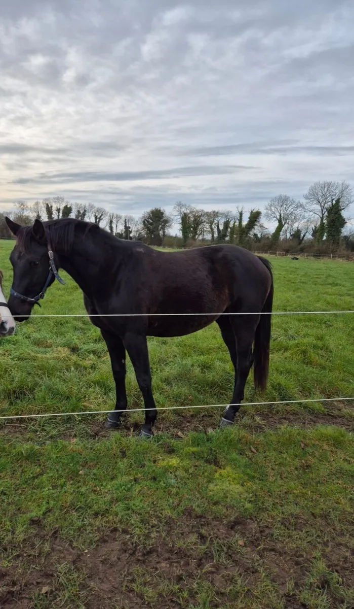 Stunning 2yo filly - Image 2