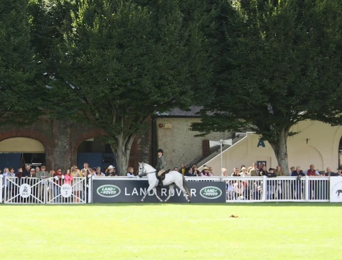 148cm /14.2 Connemara Gelding - Image 2