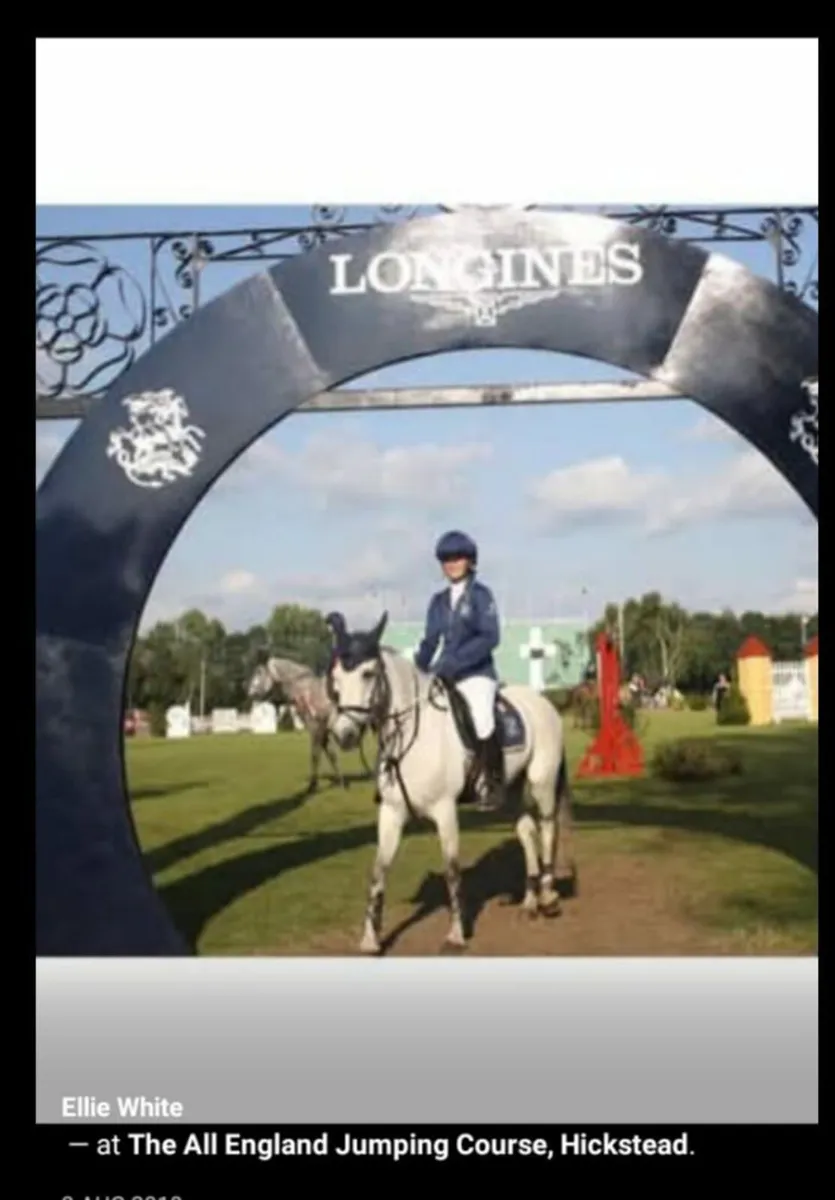 148cm /14.2 Connemara Gelding - Image 3