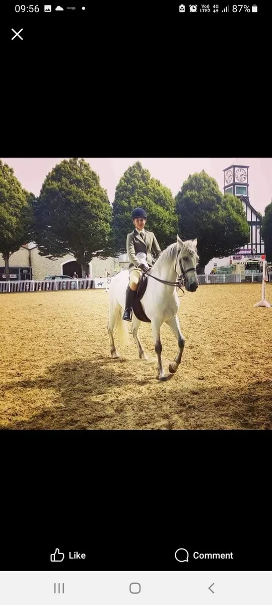 148cm /14.2 Connemara Gelding - Image 4