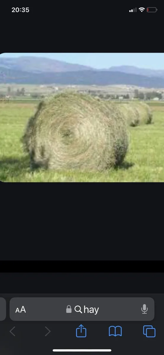 Horse hay