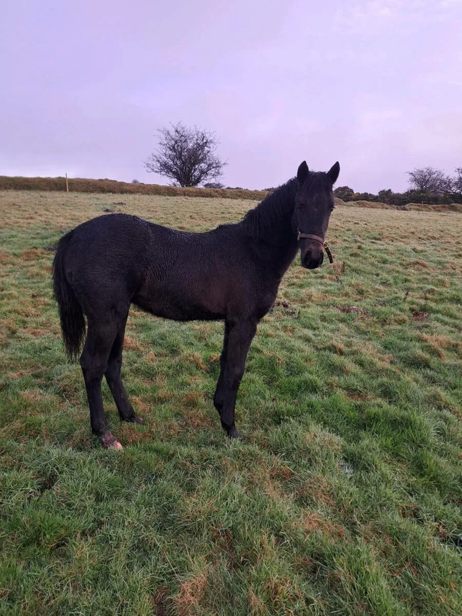 Silgo Candy boy filly foal - Image 1