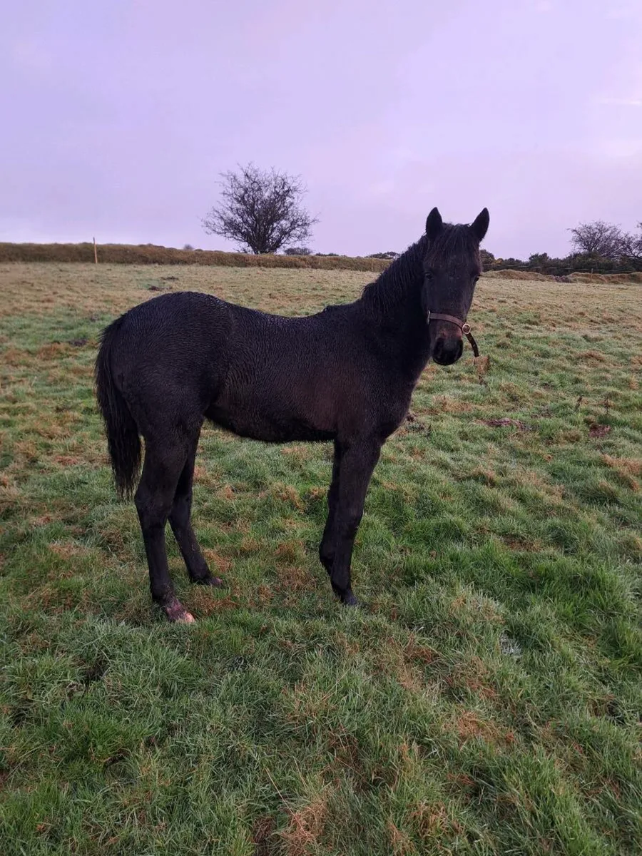 Silgo Candy boy filly foal - Image 2