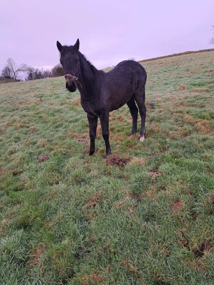 Silgo Candy boy filly foal - Image 3